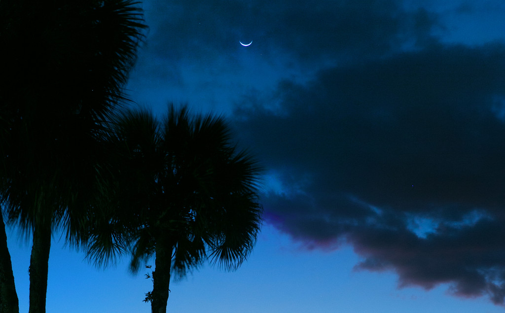 Palm tree dusk_omphoto
